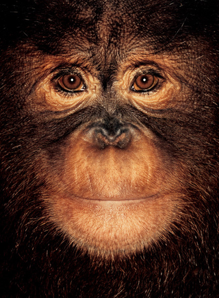 Illustration for article titled Primate portraits invite you to see apes as individuals